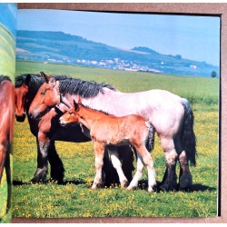 Céline & Jean-Marie Lecomte, Marc Paygnard, Bernard Chopplet - Le cheval ardennais